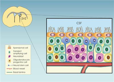 Metabolic regulation of the neural stem cell fate: Unraveling new connections, establishing new concepts